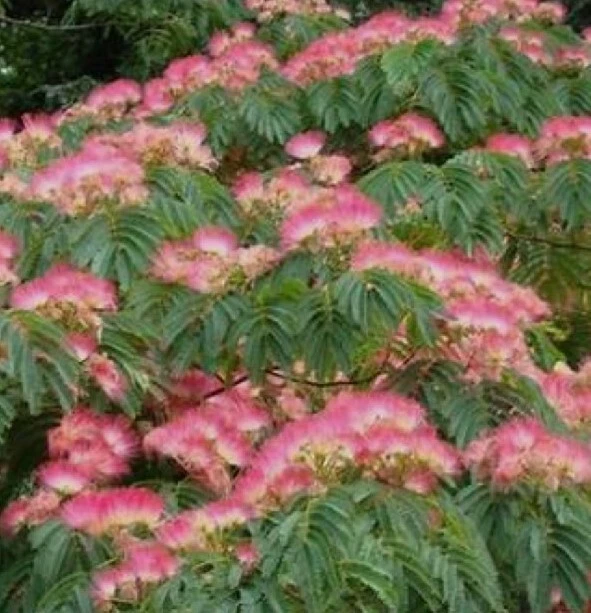 Persian Silk Mimosa Tree 30 Seeds | Albizia Julibrissin | Free Shipping