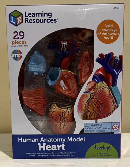 LEARNING RESOURCES HUMAN Anatomy Model LER 3334 The Heart 29 Piece