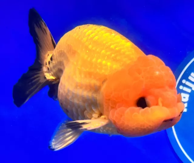 Live Fancy Goldfish Apache Ranchu 3.5- 4 inches (1115_02_RC03)