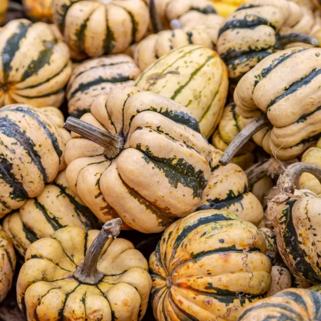 Squash SWEET DUMPLING 10 Seeds HEIRLOOM vegetable garden SPRING SUMMER PUMPKIN