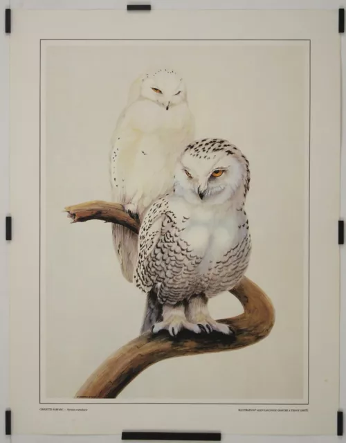 Lagurgue Alain Owl Harfang - Nyctea Scandiaca 1982 engraving animals bird