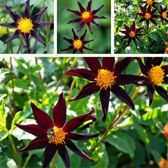 Single Dahlia Verrone's Obsidian Tubers.Beautiful Unique Dark Red Summer Dahlia.