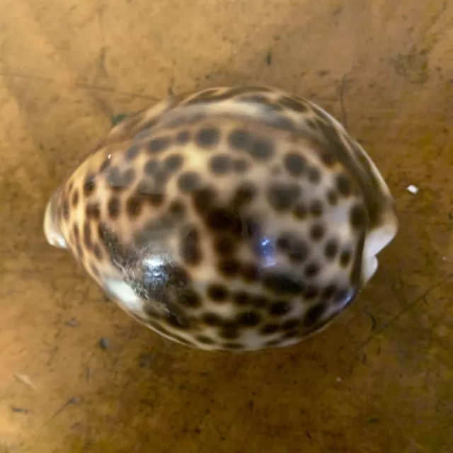 13.22 mm Tiger cowrie seashell.  Good coloration.  Excellent condition.