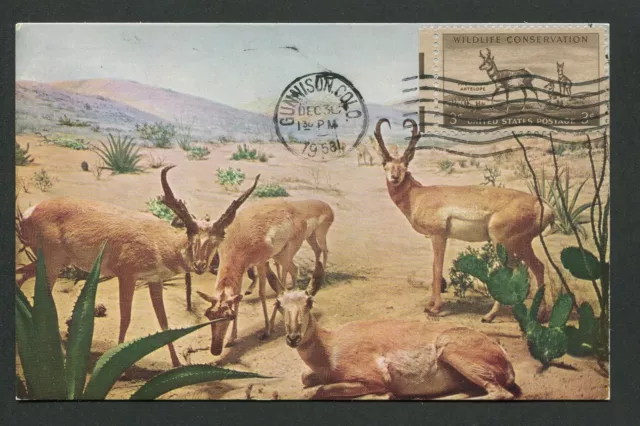 USA MK 1958 FAUNA ANTILOPE ANTELOPE MAXIMUMKARTE CARTE MAXIMUM CARD MC CM d2857