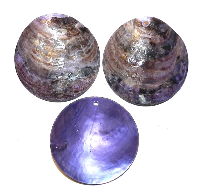 S429 Purple Mussel Shell 40mm Round Top-Drilled Coin Drop Gemstone Bead 6pc