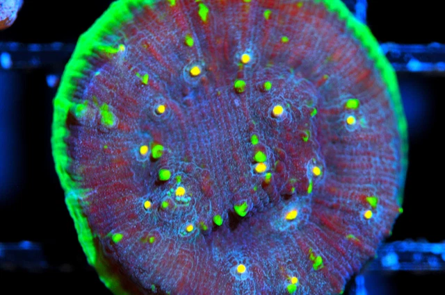 Corals of Eden WYSIWYG Live Coral Frag ~ Superman Chalice Coral ~ LPS SPS