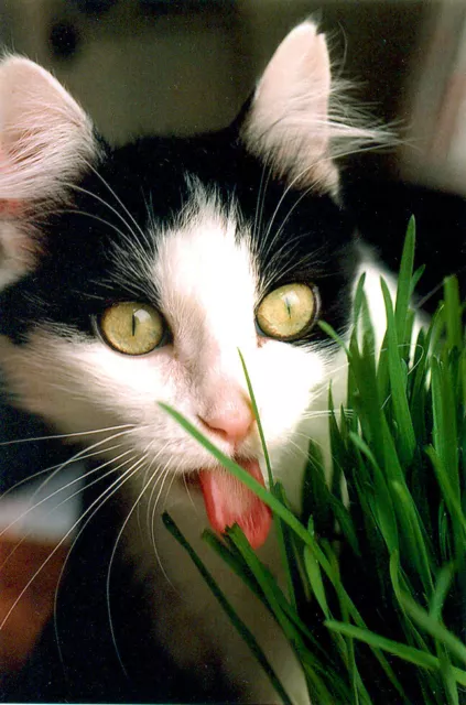 Barleygrass Seed Barley Grass For your Pets Cats Rabbits