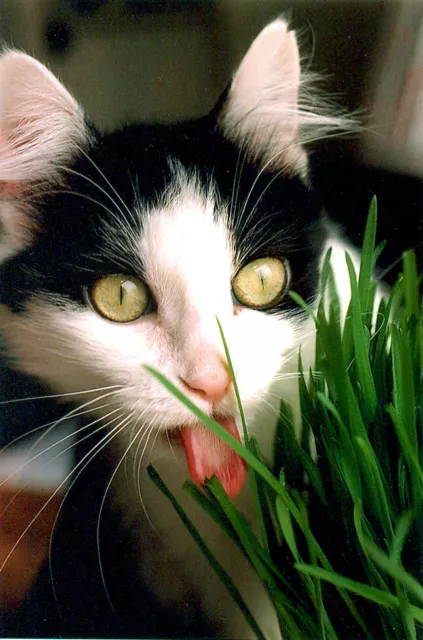 Barleygrass Seed Barley Grow Fresh Grass For your Pets Cats Rabbits