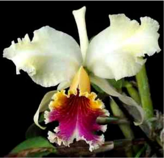 CATTLEYA REX SPECIES orchid large plant £79.99 - PicClick UK