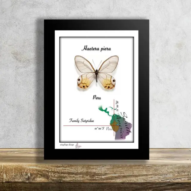 Haetera piera-Real Mounted Butterfly in Frame