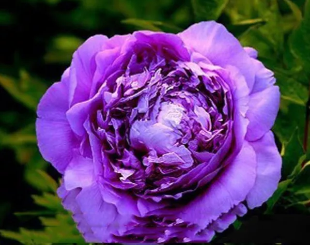 Purple Peony Tree Flower Seeds Heirloom Big-leaf Light Fragrant Garden Flowers