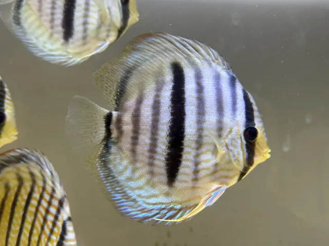 XL WC Tank Raised Blue Face Discus 6-7”-Live Freshwater Tropical Aquarium Fish