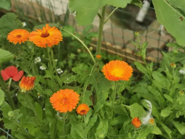 Pot Marigold Seeds, Calendula Officinalis, Hardy Annual, Orange, 120 to 1200