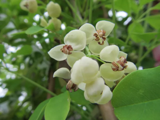 Akebia quinata 'Alba' - silber Klettergurke - Pflanze 40-60cm