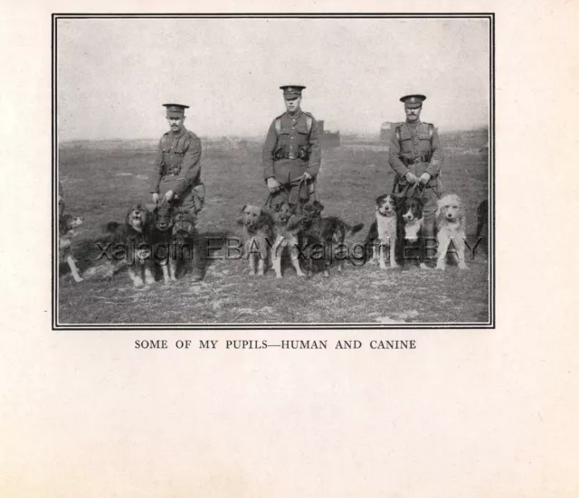 DOG WAR Dogs & Handlers, Border Collies Airedale Otterhound, Rare Antique Print