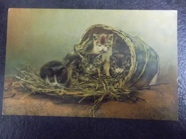 cartolina   f.piccolo  renner casa dei gatti