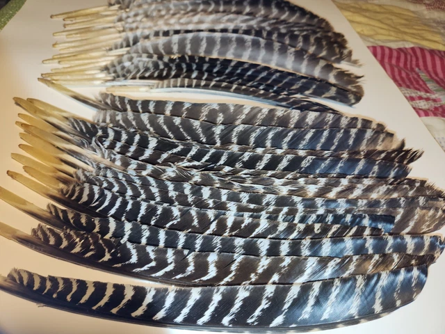 30 Eastern WILD TURKEY FEATHERS FLETCHING Fly Tying Crafts 30 Eastern WILD TURKEY FEATHERS FLETCHING Fly Tying Crafts