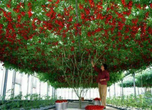 TOMATE GIANT TREE - GÉANT TOMATO TREE, 30 graines + LIVRAISON GRATUITE