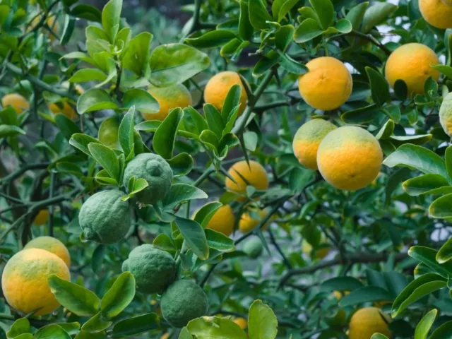 NARANJO ESPINOSO DRAGÓN VOLANTE - Poncirus trifoliata - 3+ Semillas Seeds G 135