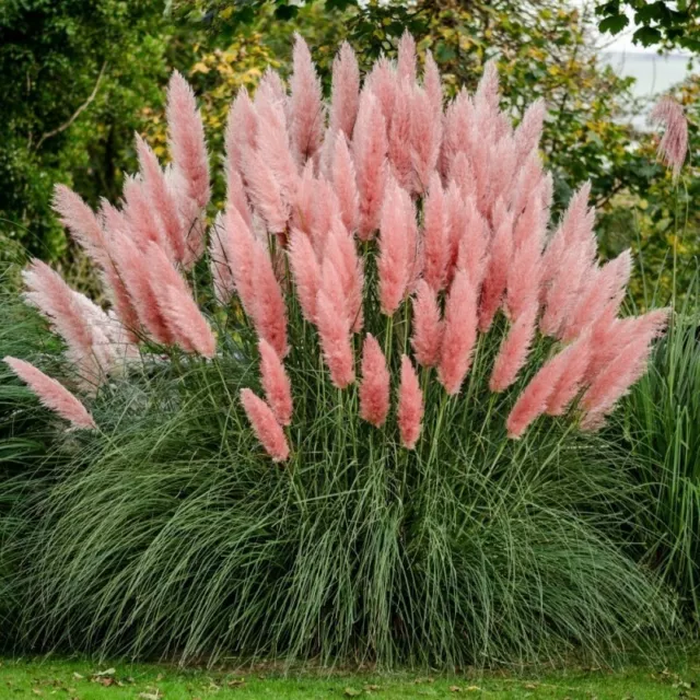 Rosa Pampasgras, Cortaderia selloana Rosea, flauschige Blüten ca:50 Samen