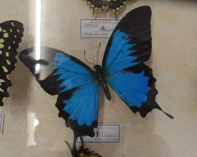 Boîtes d'entomologie, collection de papillons 3