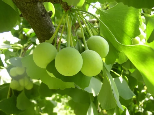 GINKGO BILOBA, Maidenhair Tree, living fossil plant, fan shaped leaves, 20-30cm