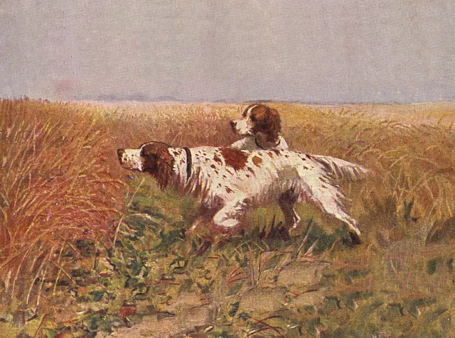 Irish Red And White Setter Dog Greetings Note Card Two Dogs In Field