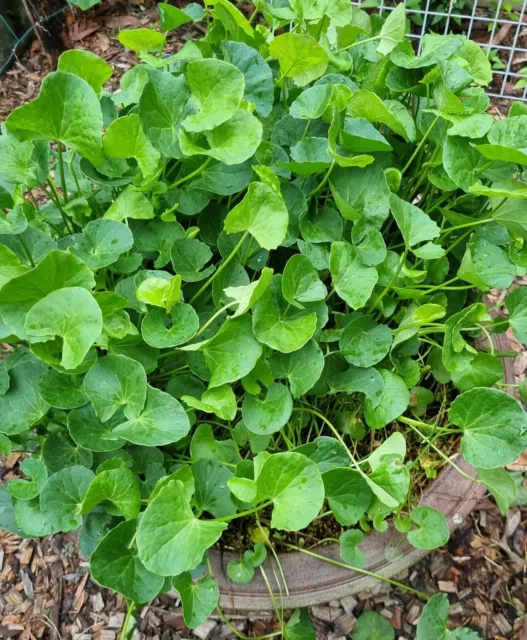 Gotukola (Centella Asiatica) Arthritic herb/vegetable: 10 bare rooted plants