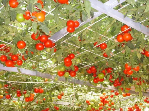 25 semi PIANTA ALBERO POMODORO GIGANTE TOMATO GIANT TREE + OMAGGIO