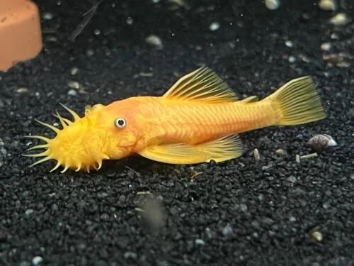 Super Red Bristlenose Pleco 3 fishes
