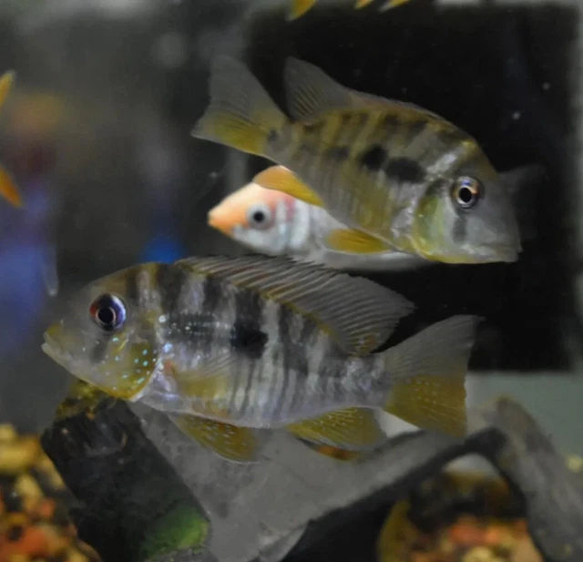 Live Geophagus Brasiliensis Cichlid (3.5-4" Aquarium Fish) *PLS READ DESCR*