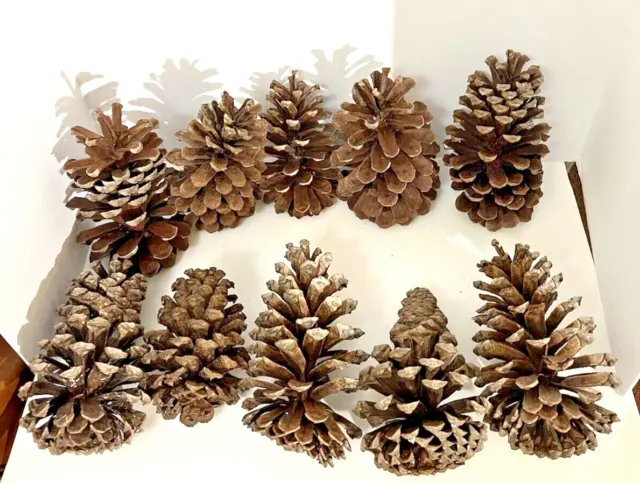 Lote de 10 conos de pino grandes de Georgia de 6-8 pulgadas de largo grasa artesanías navideñas