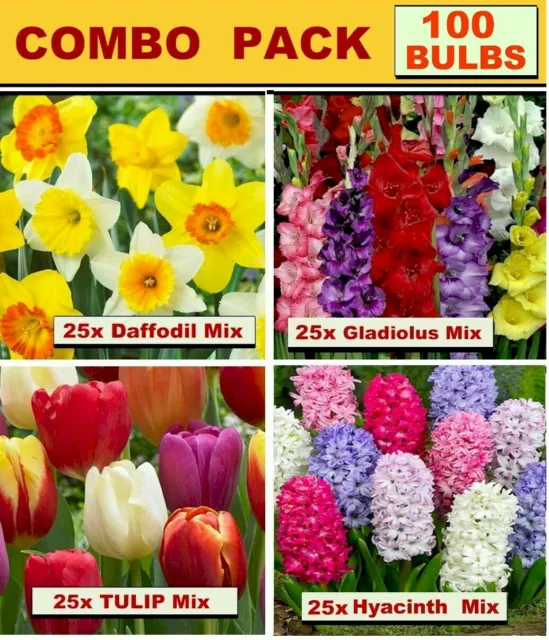 DAFFODIL  / TULIP /  Hyacinths   & Gladiolus  Mix   25x BULBS: