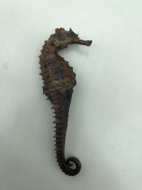 Seahorse skeleton