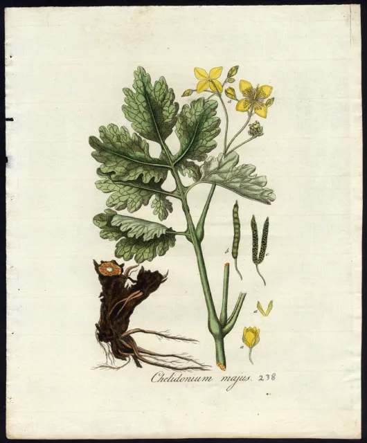 Antique Print-CHELIDONIUM MAJUS-GREATER CELANDINE-Sepp-Flora Batava-1800