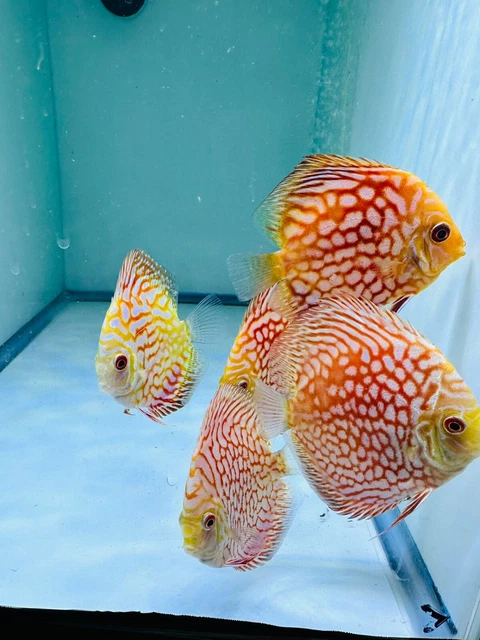 Checker Board Live Discus Fish 4" Tropical Live Discus Fish Rare Live Guarantee!