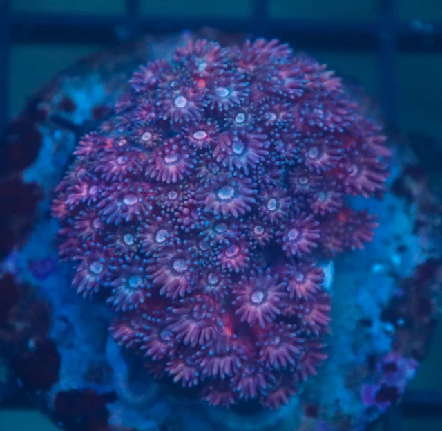 WYSIWYG J-Wu Aquatic / Gonipora Coral 