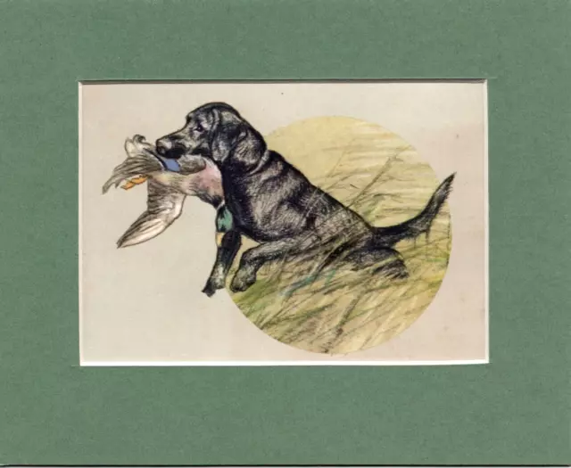 ~ Labrador Retriever ~ Vernon Stokes Colour Print Genuine Vintage 1947