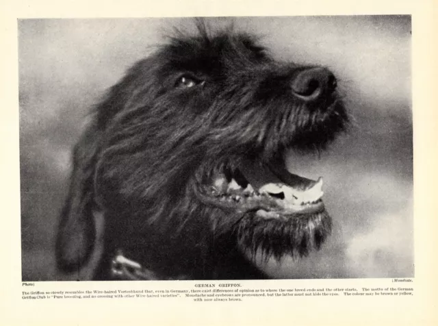 1930s Antique GERMAN Pointing Griffon Dog Print German Wirehaired Pointer 4939g