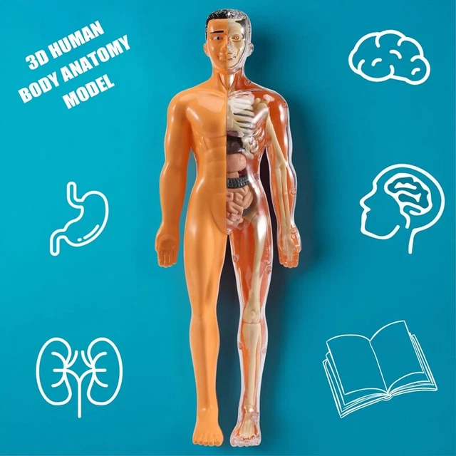 Apprendimento educativo Kit di giocattoli di assemblaggio fai-da-te Strumenti per l'insegnamento medico dell'organo del corpo Puzzle 3D Giocattolo