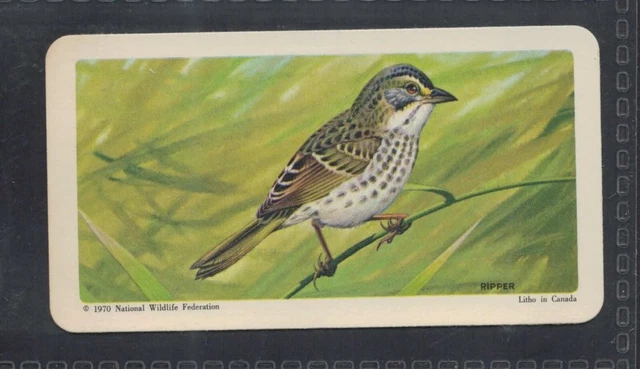 CAPE SABLE SEASIDE SPARROW - 50 + year old Canadian Trade Card # 43