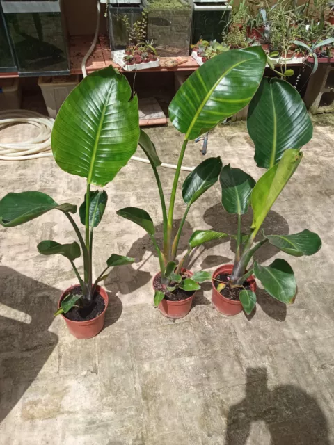 Strelitzia nicolai plantas de interior tamaño 70-80 cm planta Ave del Paraiso