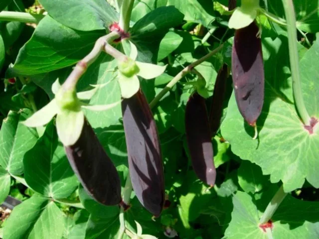 Pea Purple Mangetout Snow Pea  Shiraz   220 Seeds