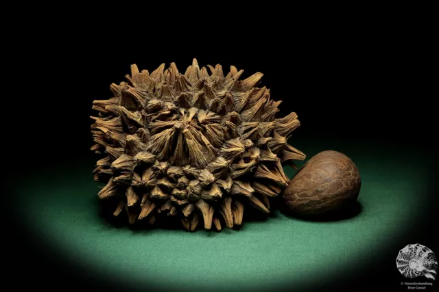 Phytelephas macrocarpa Sudamérica palma reciente frutos secos fruta seca decoración