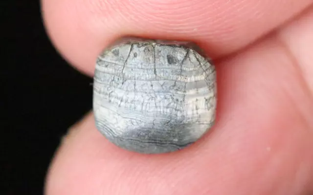 11 mm Dzi Bead, Est 2000 Years Old Himalayan Rare Banded Bead #C506