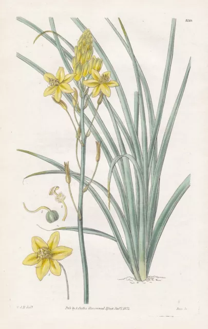 Anthericum Semibarbatum Australia botany engraving Kupferstich Curtis 3129