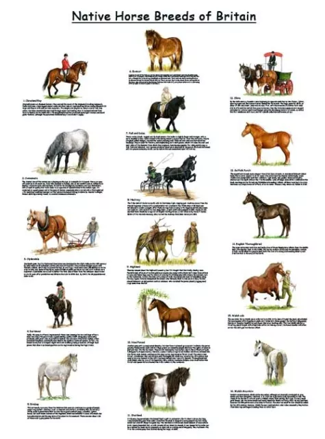 Vintage Native Horse Pony Breeds of Britain Tractor Poster Brochure Art (A3)