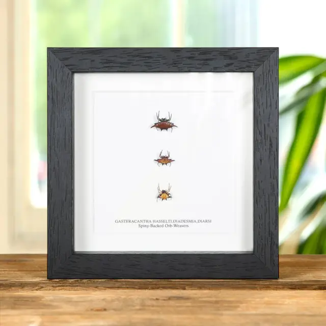 Taxidermy Spiny-Backed Orb-weavers In Box Frame (Gasteracantha sp)
