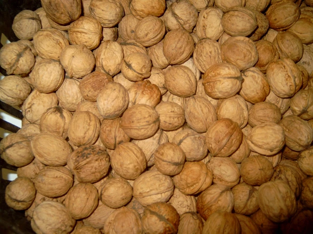 Noci 1,5 Kg nuovo raccolto 2023