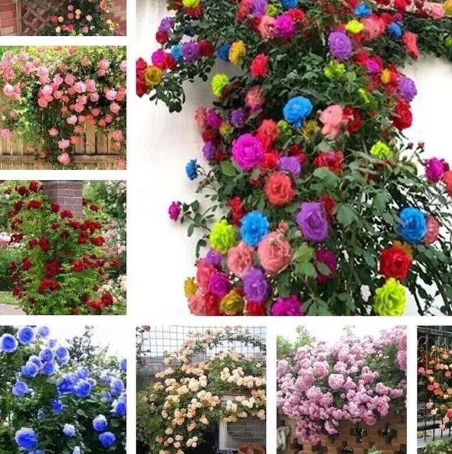 20 EXOTIC RARE CLIMBER ROSE SEEDS home garden flower plant diy Rosas tea hybrid